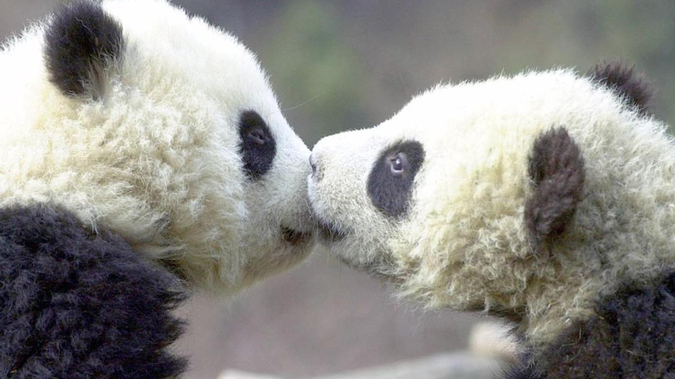 Gattino bianco con peluche panda, 1920x1080 1080p, Desktop