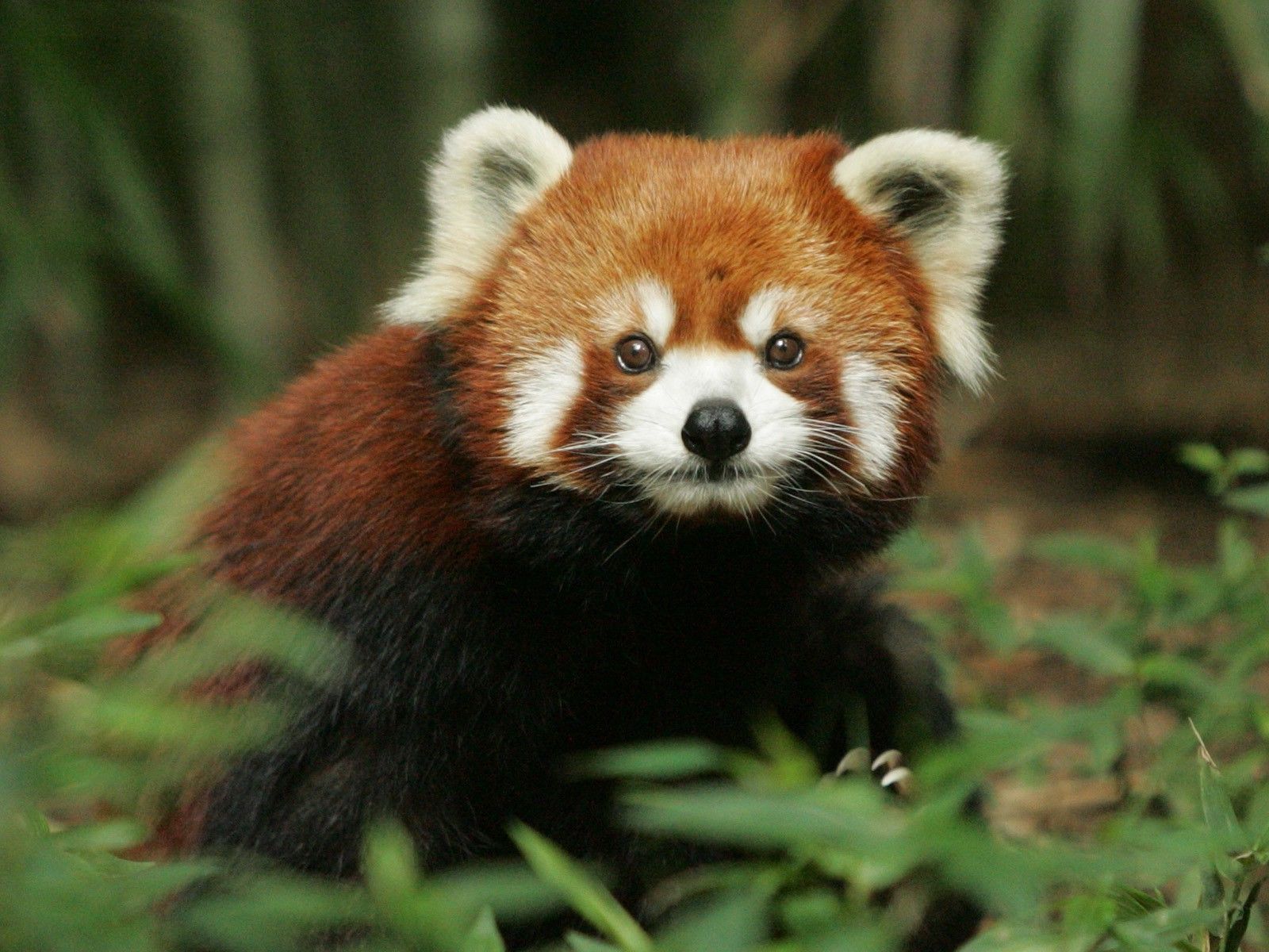 Cuccioli di panda si toccano, 1366x768 720p, PC