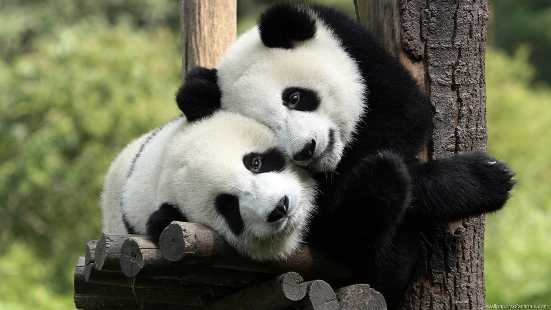Panda rosso tra le foglie, 1600x1200 HD, Desktop