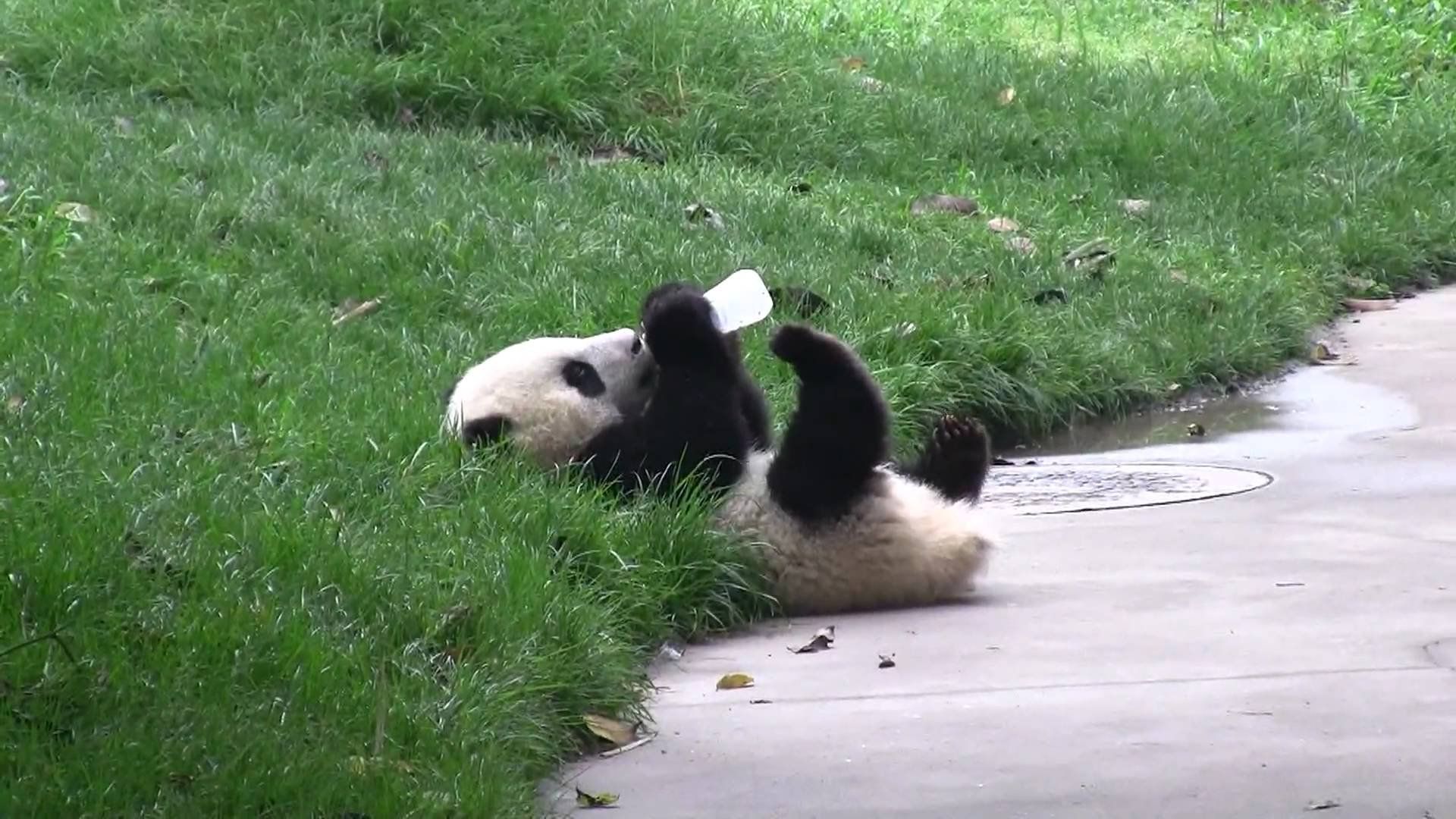 Cucciolo di panda blu, 1920x1080 Full HD 1080p, Desktop