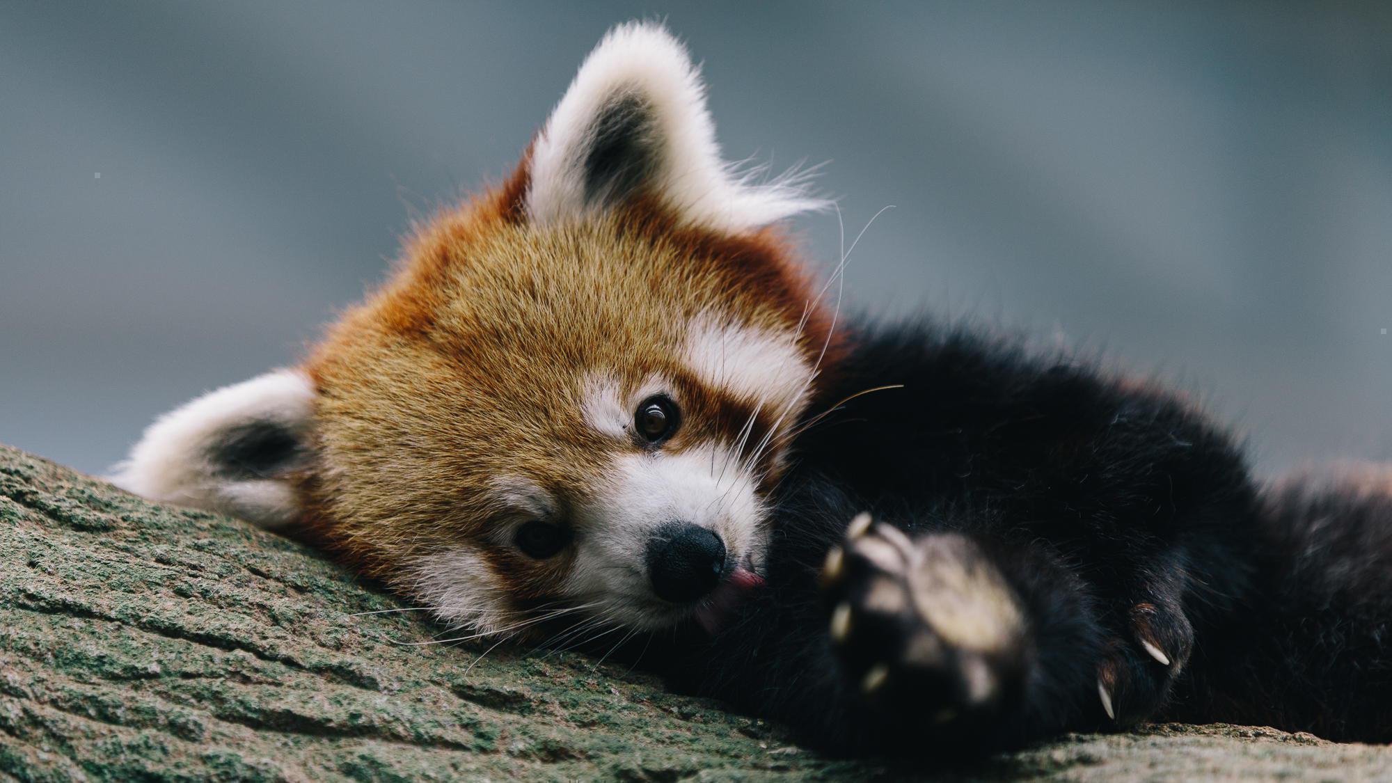 Cuccioli di panda abbracciati, 1920x1080 1080p, PC Desktop