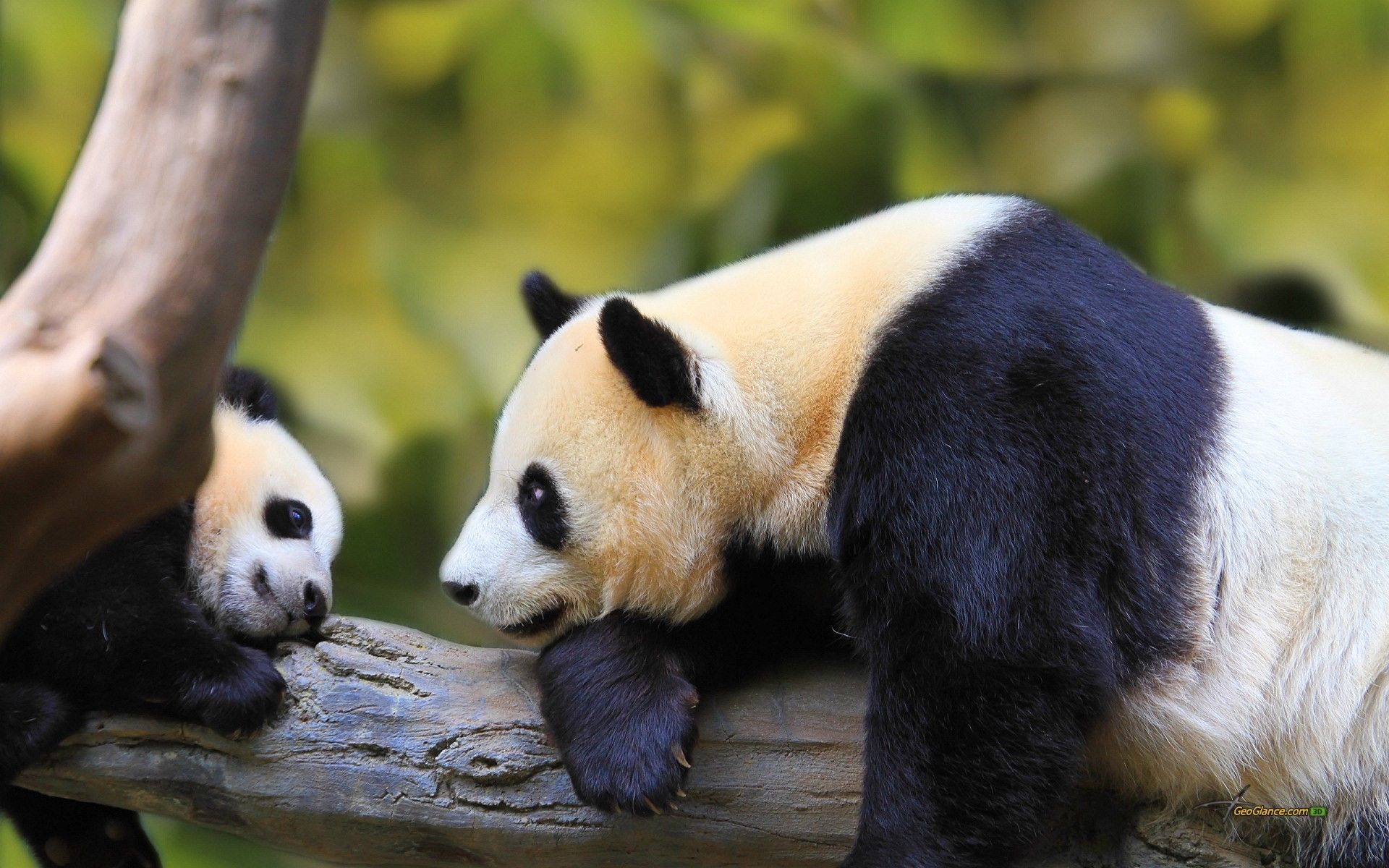 Cucciolo di panda cartone, 720x1279 Full HD Verticale, iPhone