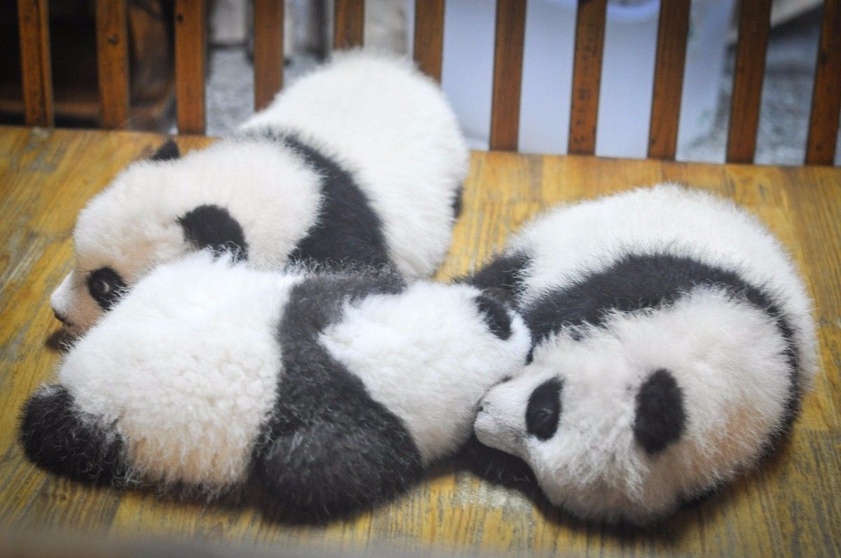 Panda cucciolo con madre, 1920x1200 WUXGA, Desktop
