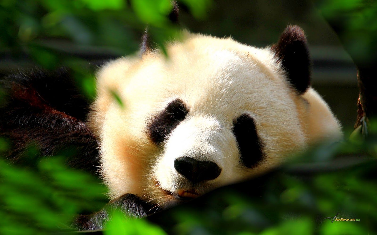 Cuccioli di panda addormentati, 1200x797 HD, Laptop