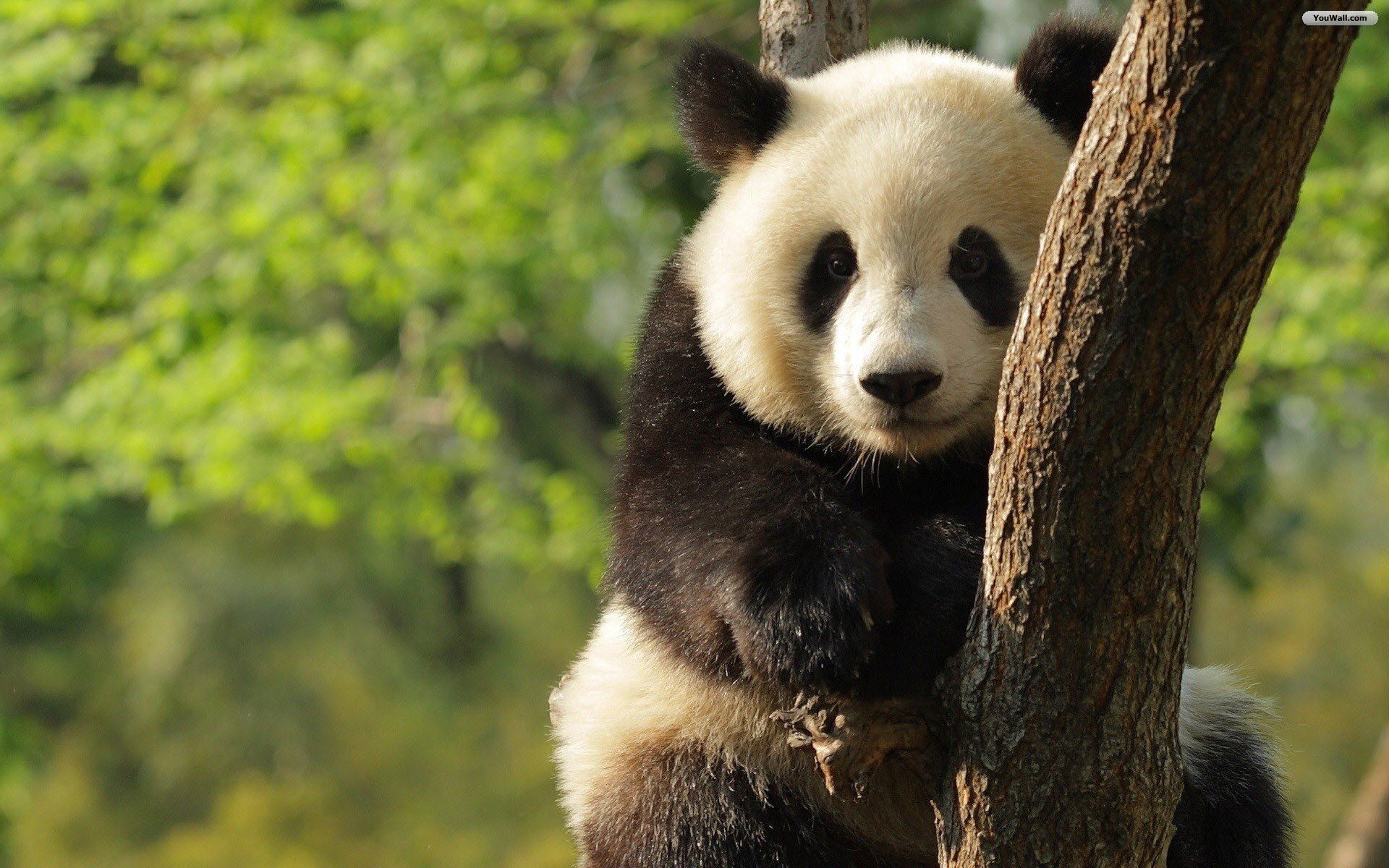 Cuccioli di panda gruppo, 2048x1314 Hi-Res, PC