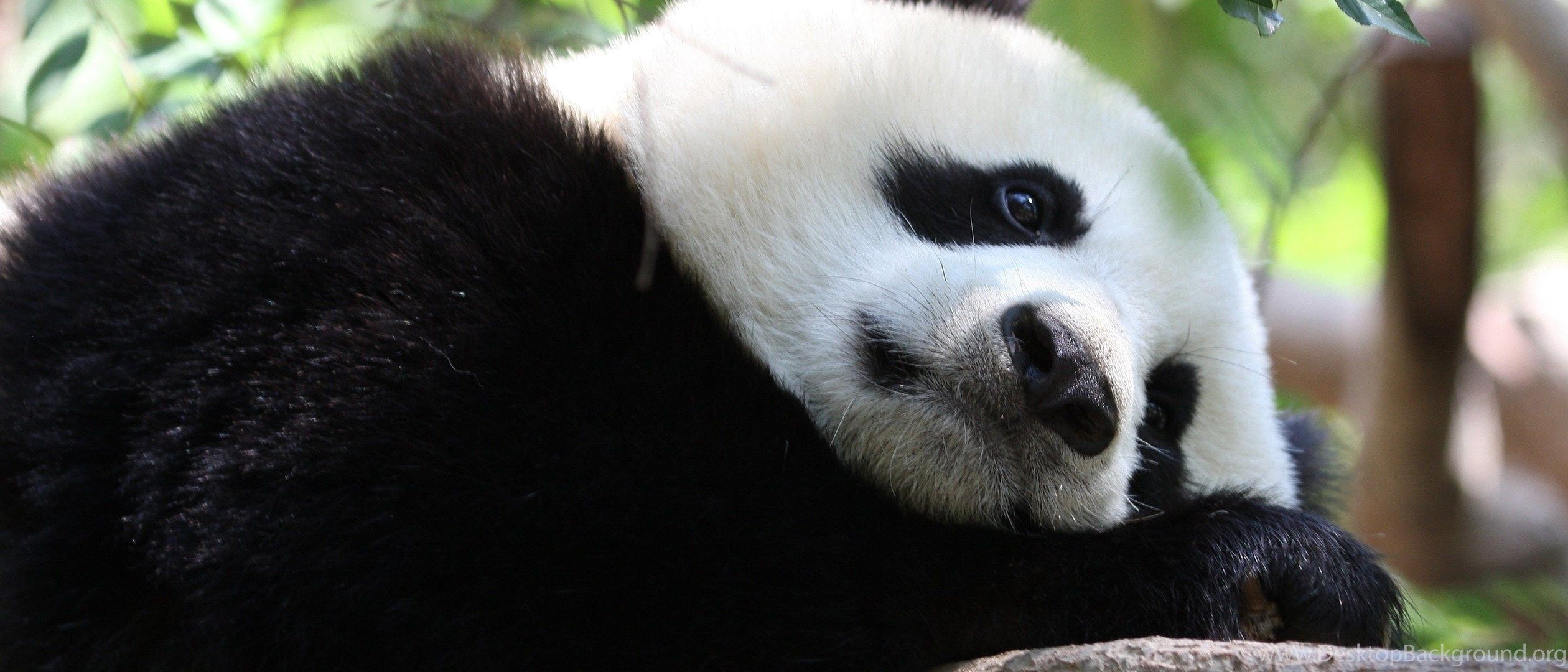 Cucciolo di panda sull'albero, 1920x1200 Full HD+ WUXGA, Desktop