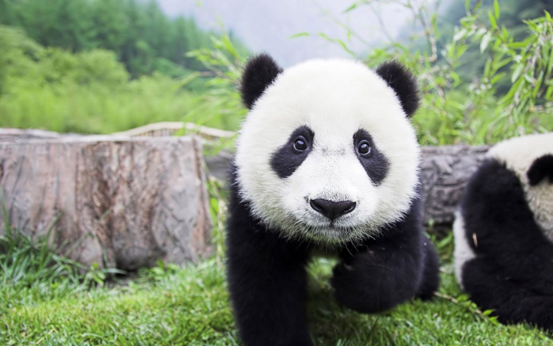 Cucciolo di panda addormentato, 2520x1080 Ultrawide, Dual Monitor