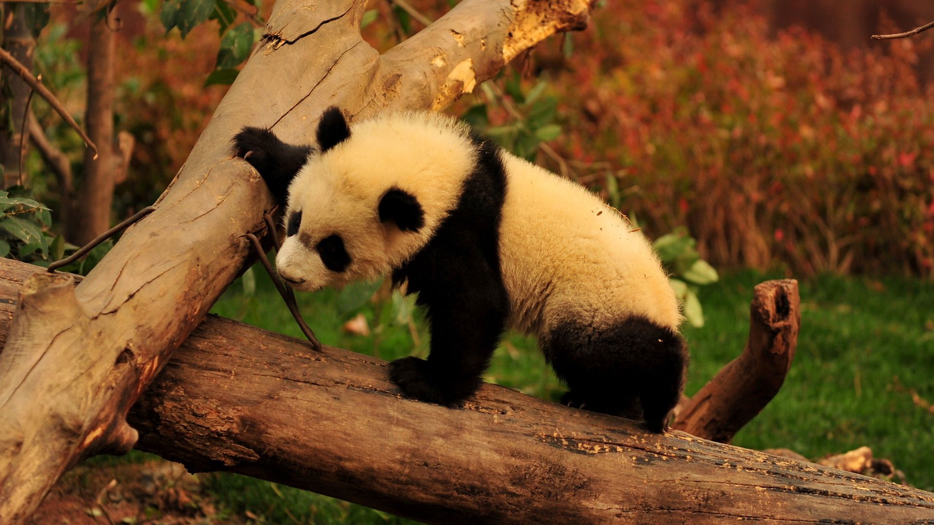 Cucciolo panda su ramo, 1332x850 720p, Acer Nitro