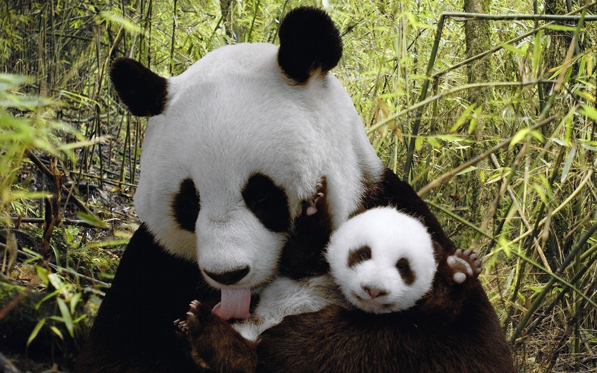 Cucciolo panda con cuffie, 1080x1920 Full HD Verticale, Smartphone
