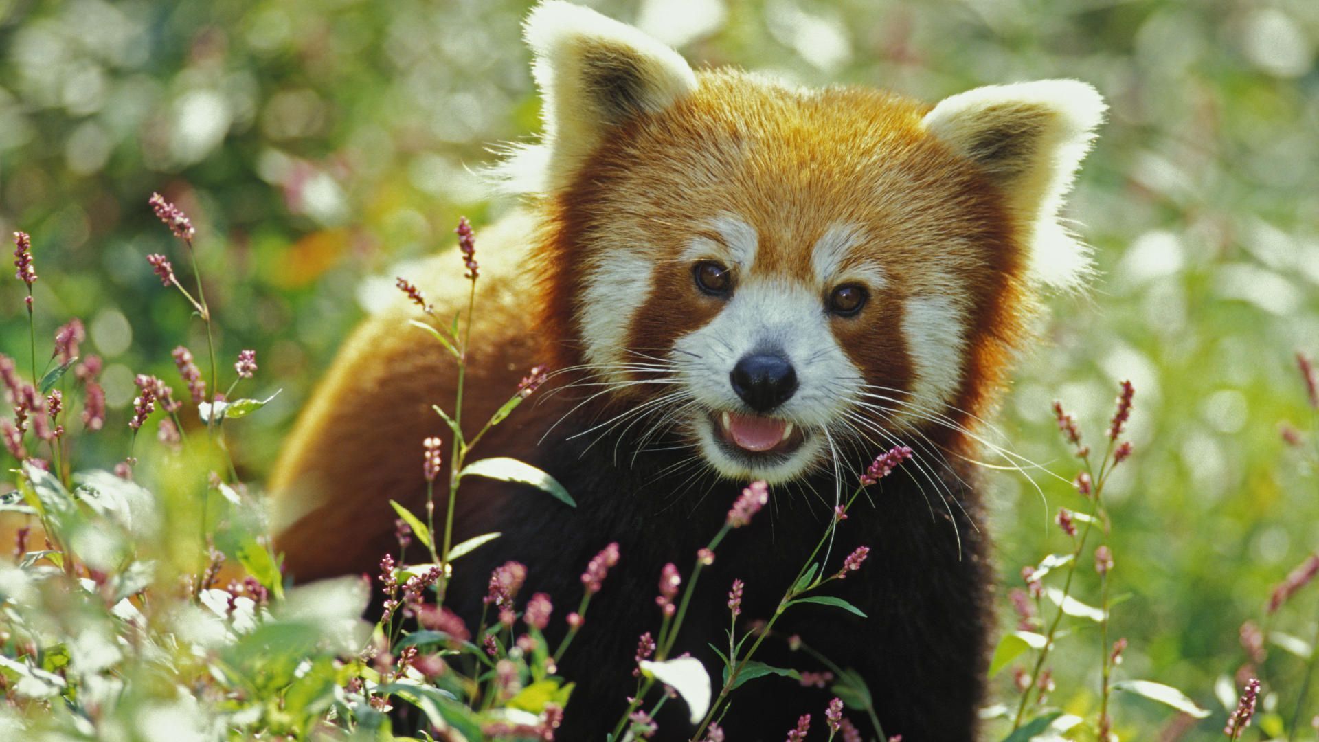 Cucciolo di panda illustrato, 1080x1920 Full HD Verticale, iPhone
