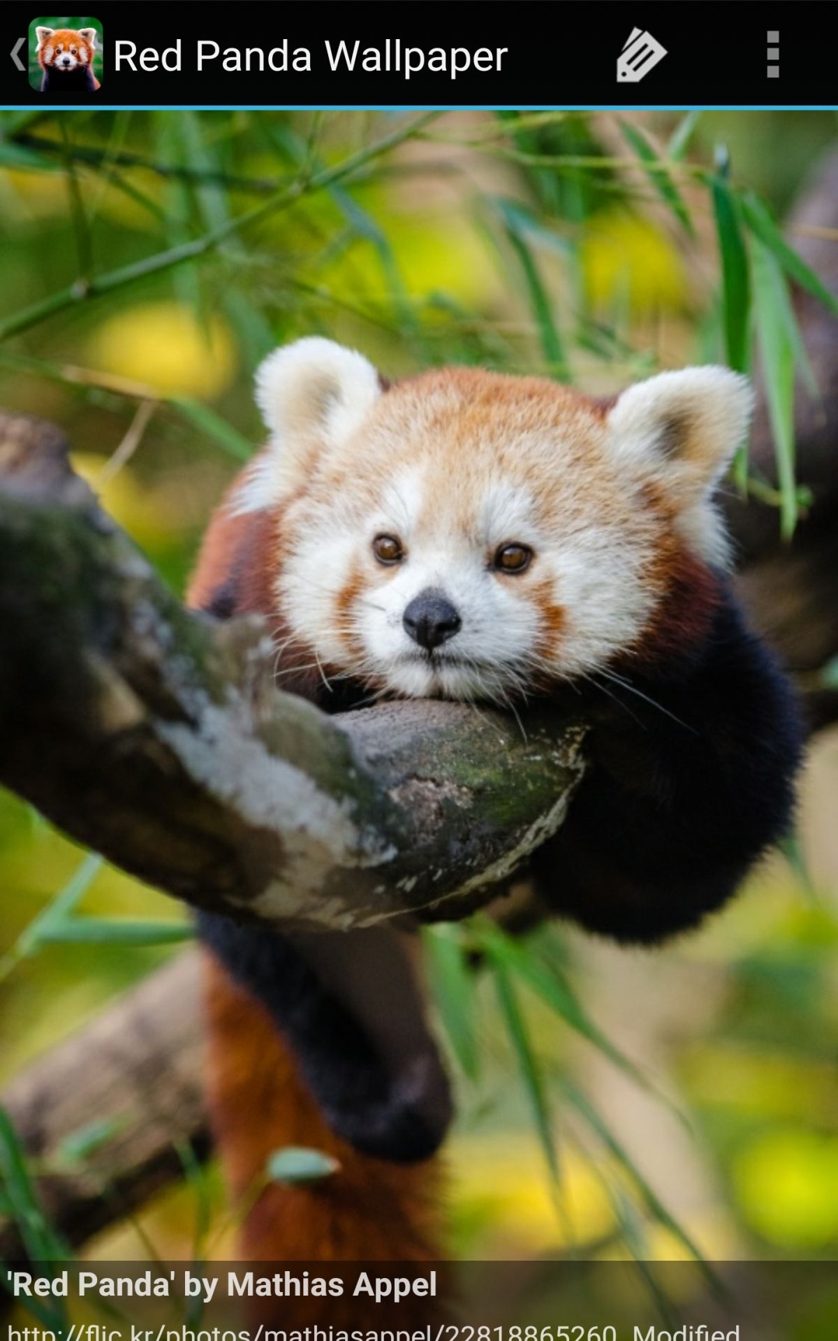 Panda rosso tra erba, 1920x1080 1080p, PC Desktop