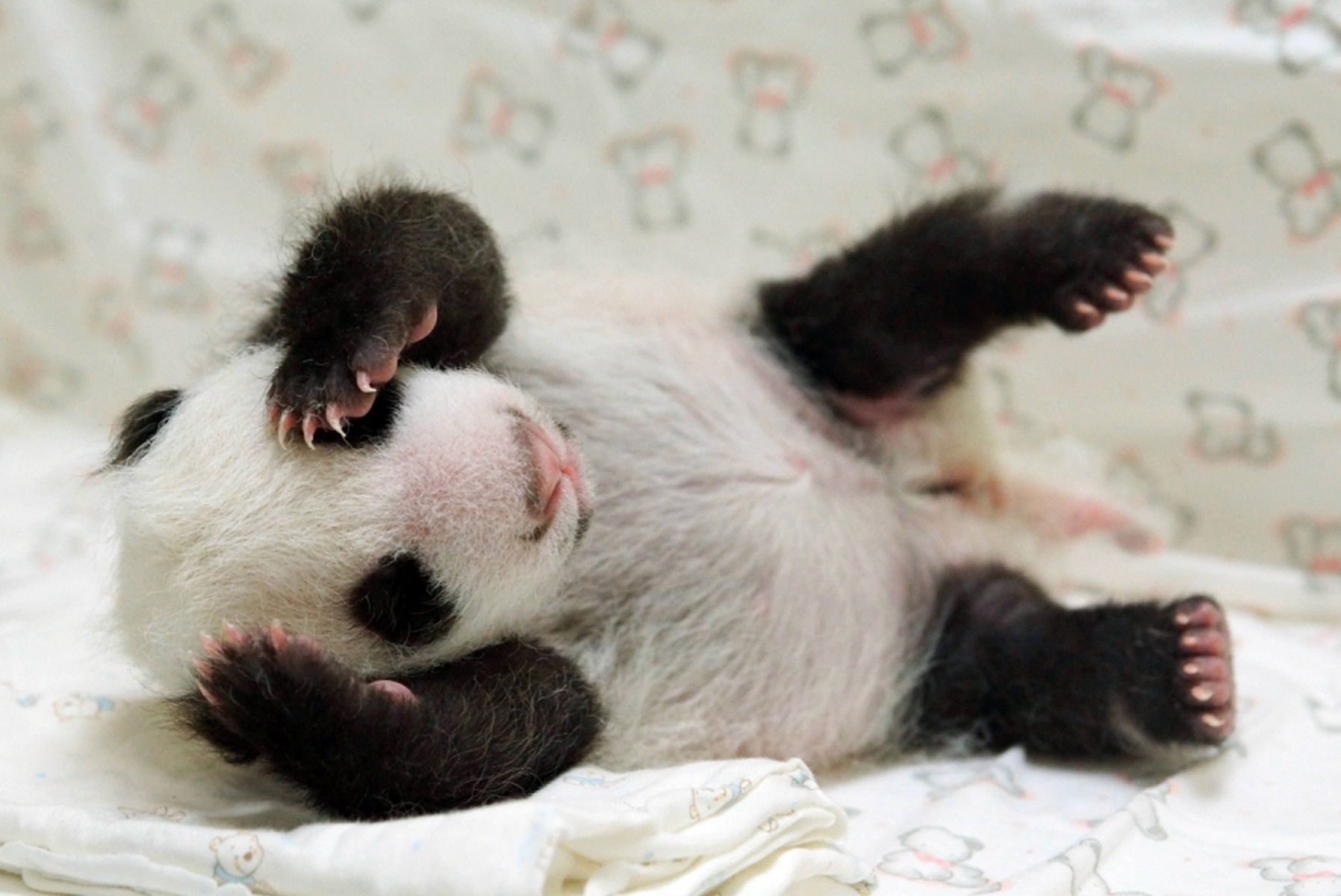 Panda rosso su ramo, 1200x1920 Full HD Verticale, Smartphone