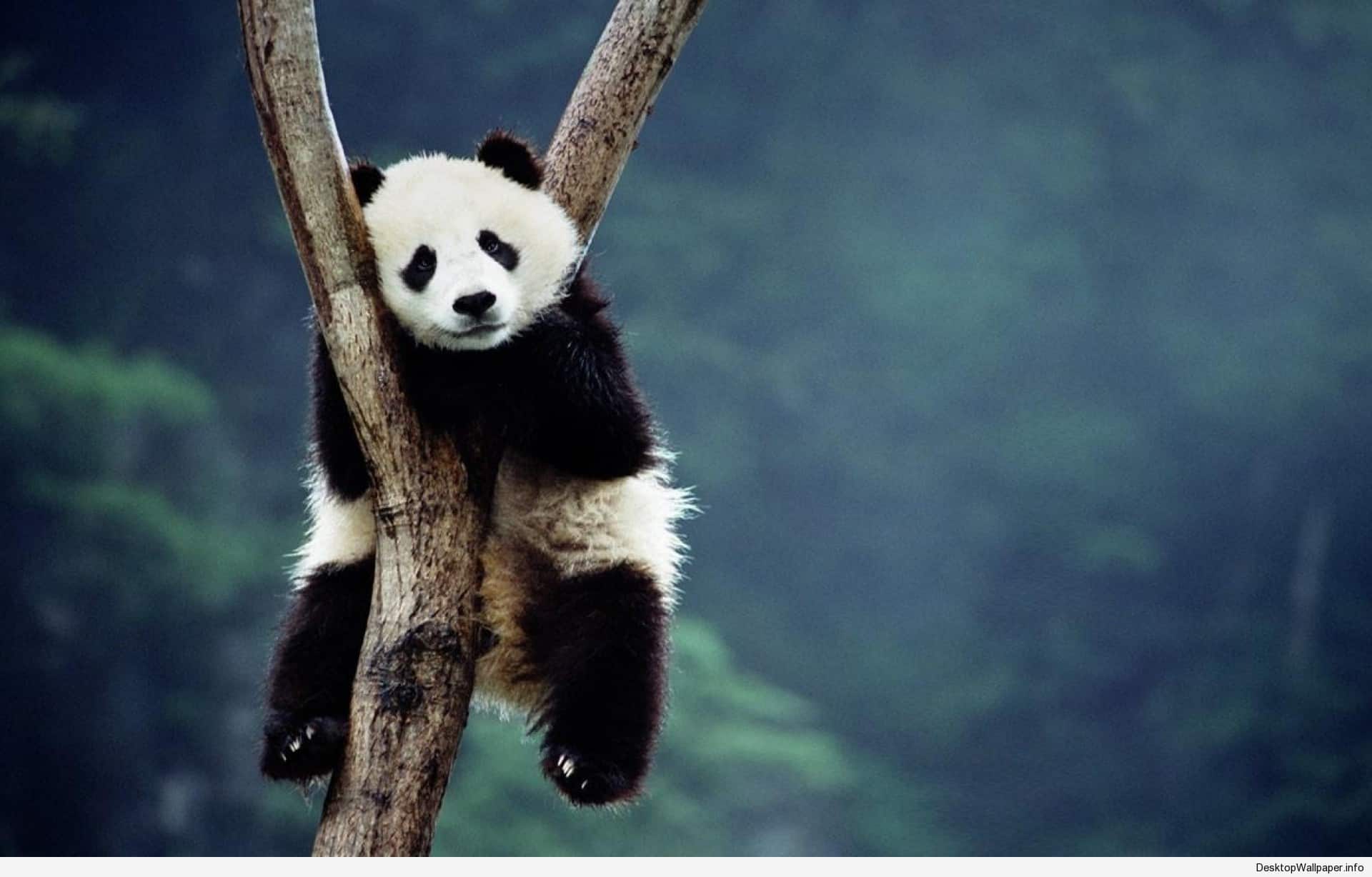 Cucciolo di panda sdraiato, 1796x1200 HD, Desktop