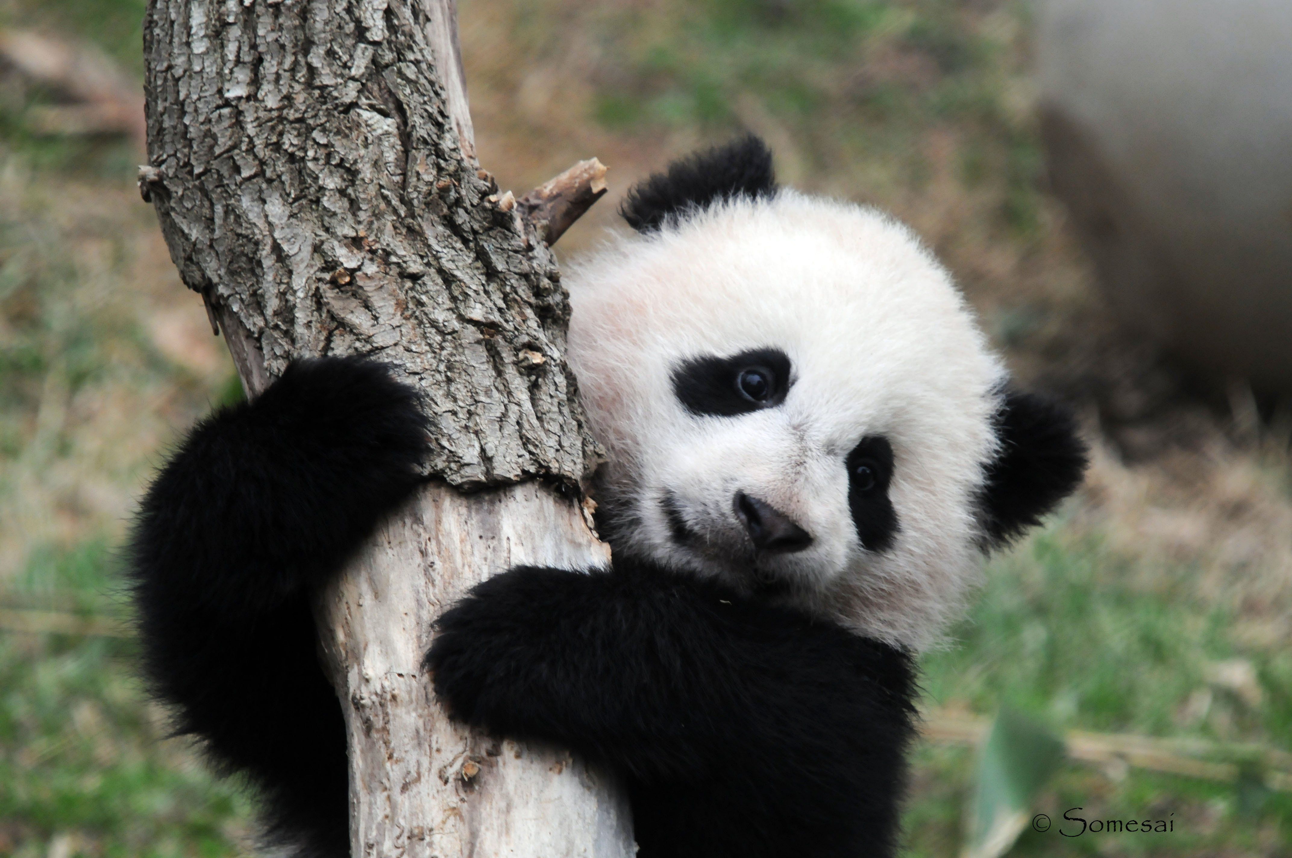 Cucciolo di panda su albero, 1920x1228 WUXGA, PC