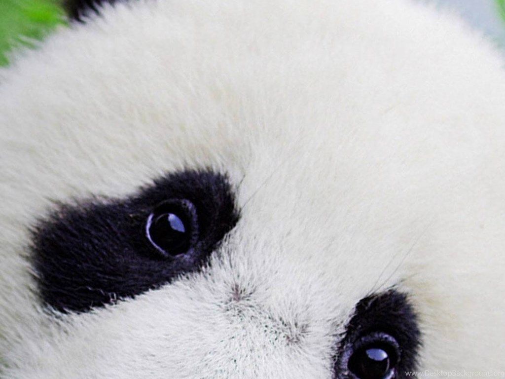 Panda madre e cucciolo, 1920x1200 Full HD+, iMac