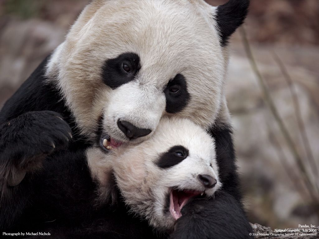 Panda gigante primo piano, 3872x2592 UHD, PC 4K