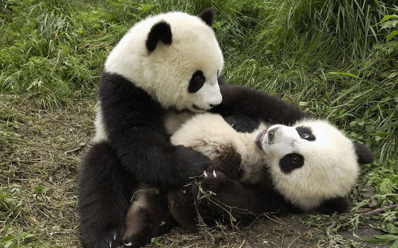 Panda adulto e cucciolo abbraccio, 1024x768 HD, Desktop