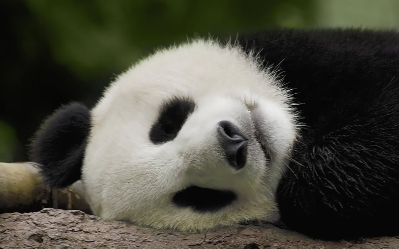 Cuccioli di panda che giocano, 1280x800 720p, Laptop