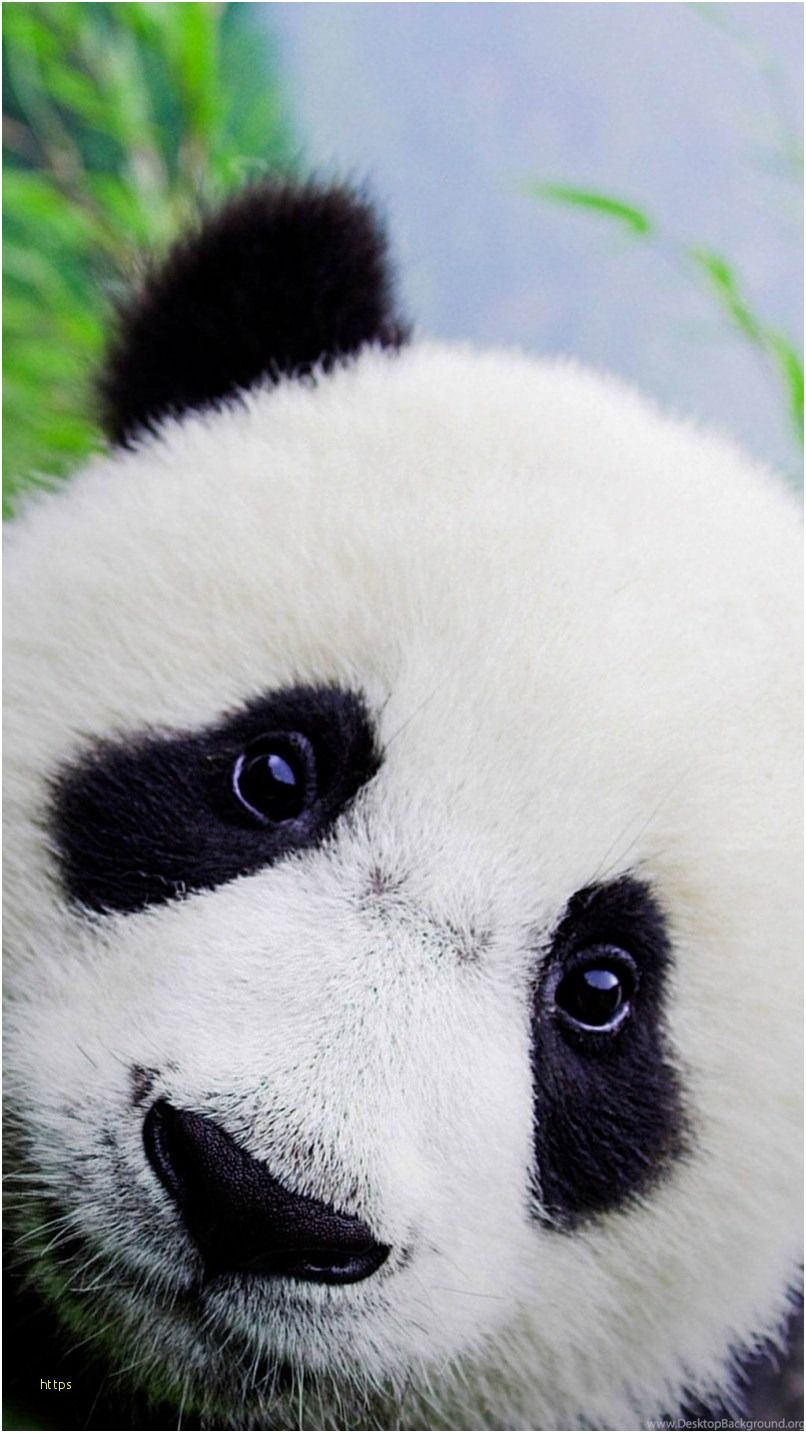 Primo piano panda, 806x1433 Full HD Verticale, iPhone