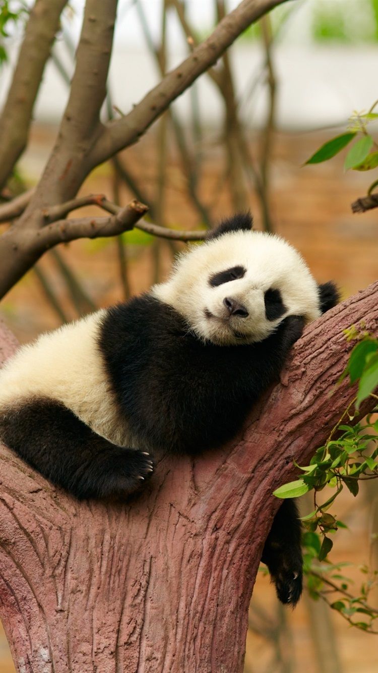Panda cucciolo dorme sull'albero, 750x1334 Verticale, iPhone Pro Max