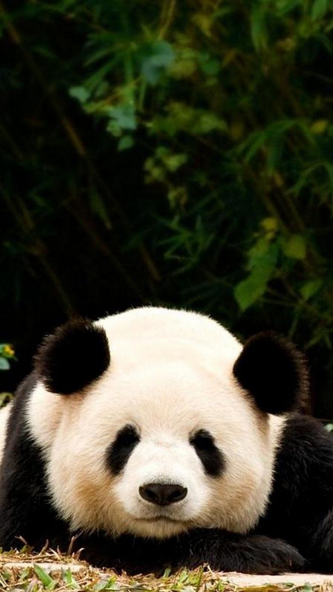 Panda sdraiato tra bambù, 1080x1920 Full HD Verticale, iPhone Pro