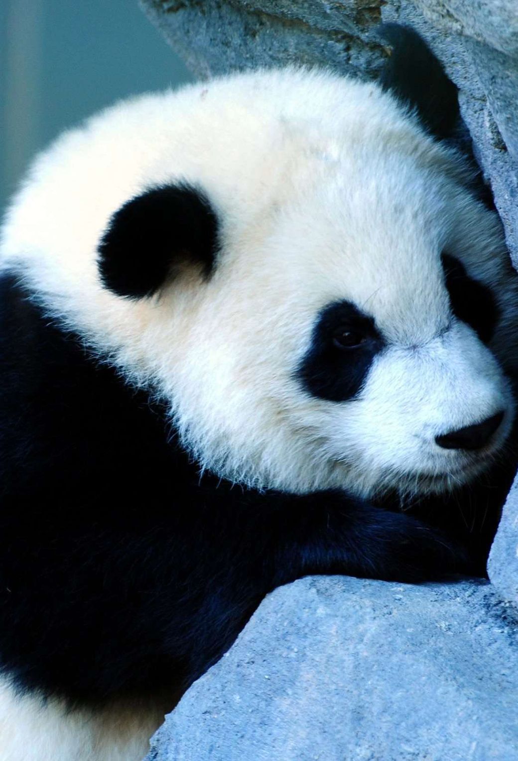 Cucciolo panda tra le rocce, 1040x1526 Verticale, iPhone Air
