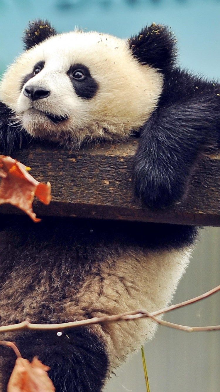 Panda su recinto legno, 750x1334 Verticale, iPhone