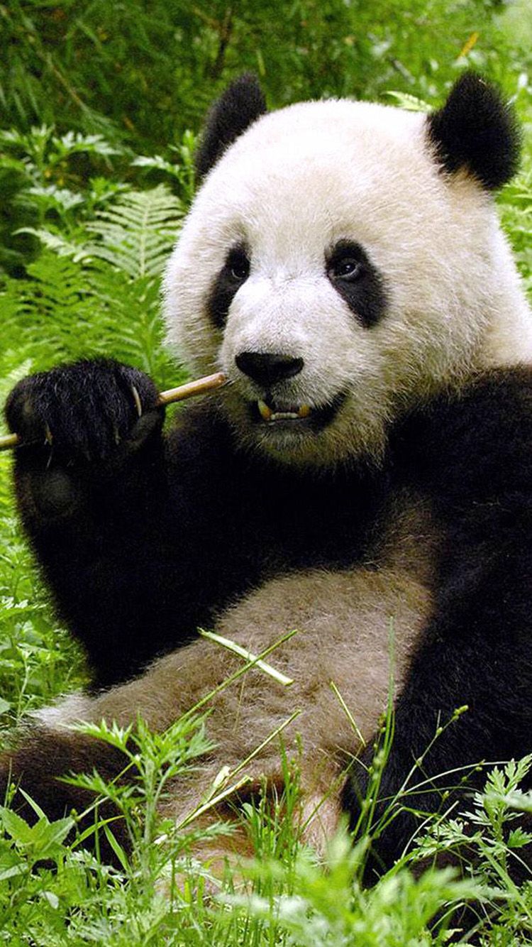 Panda carino cartone animato verde, 2560x1440 2K QHD, PC