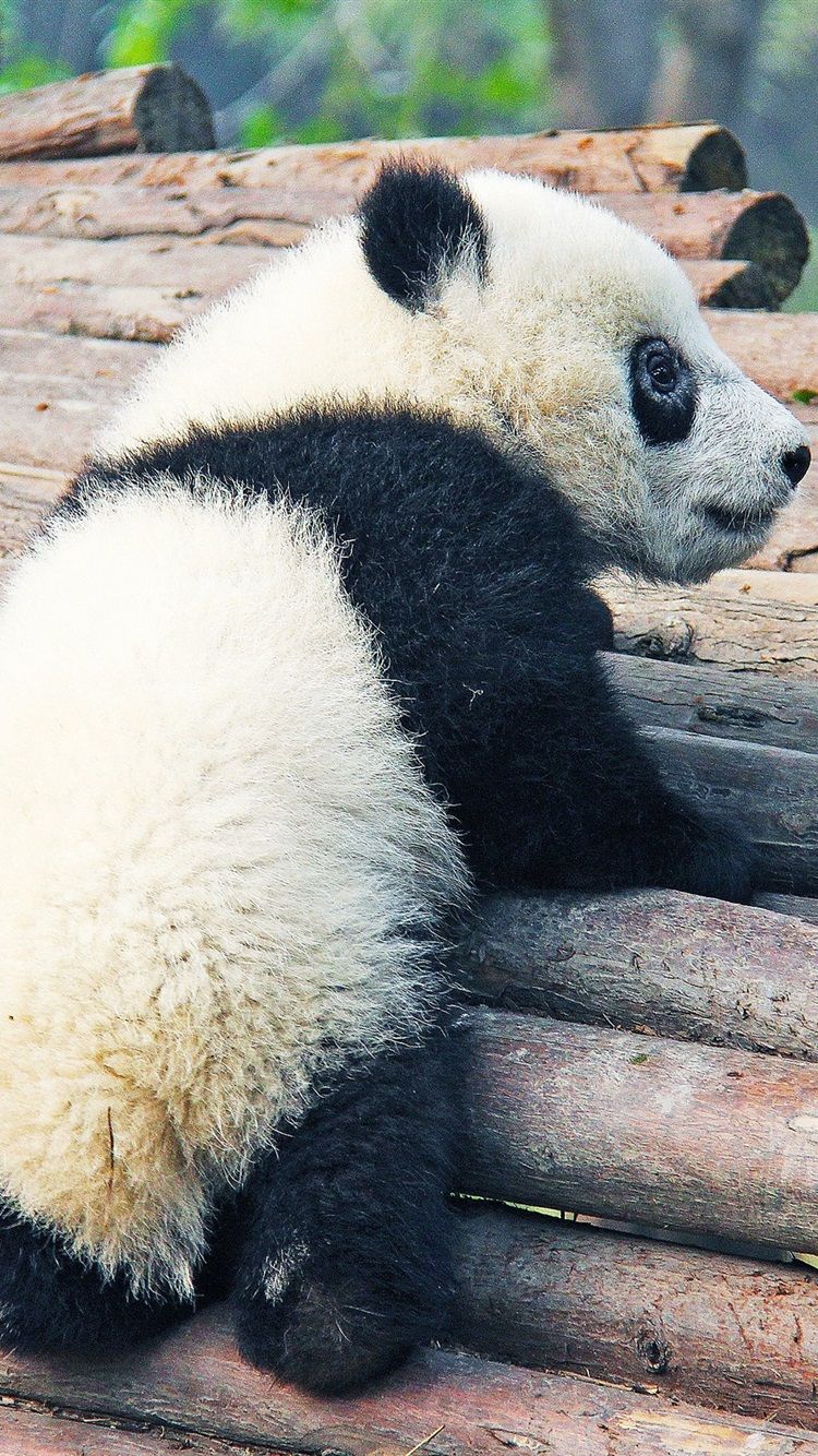 Panda cartone su verde, 1920x1200 Full HD+ WUXGA, PC