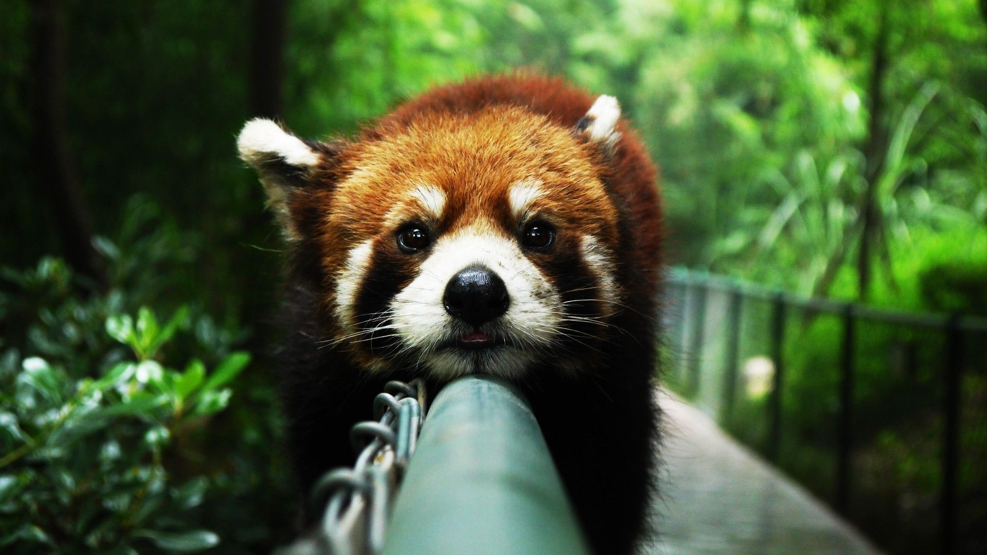 Panda rosso primo piano foresta, 1920x1080 Full HD 1080p, Desktop