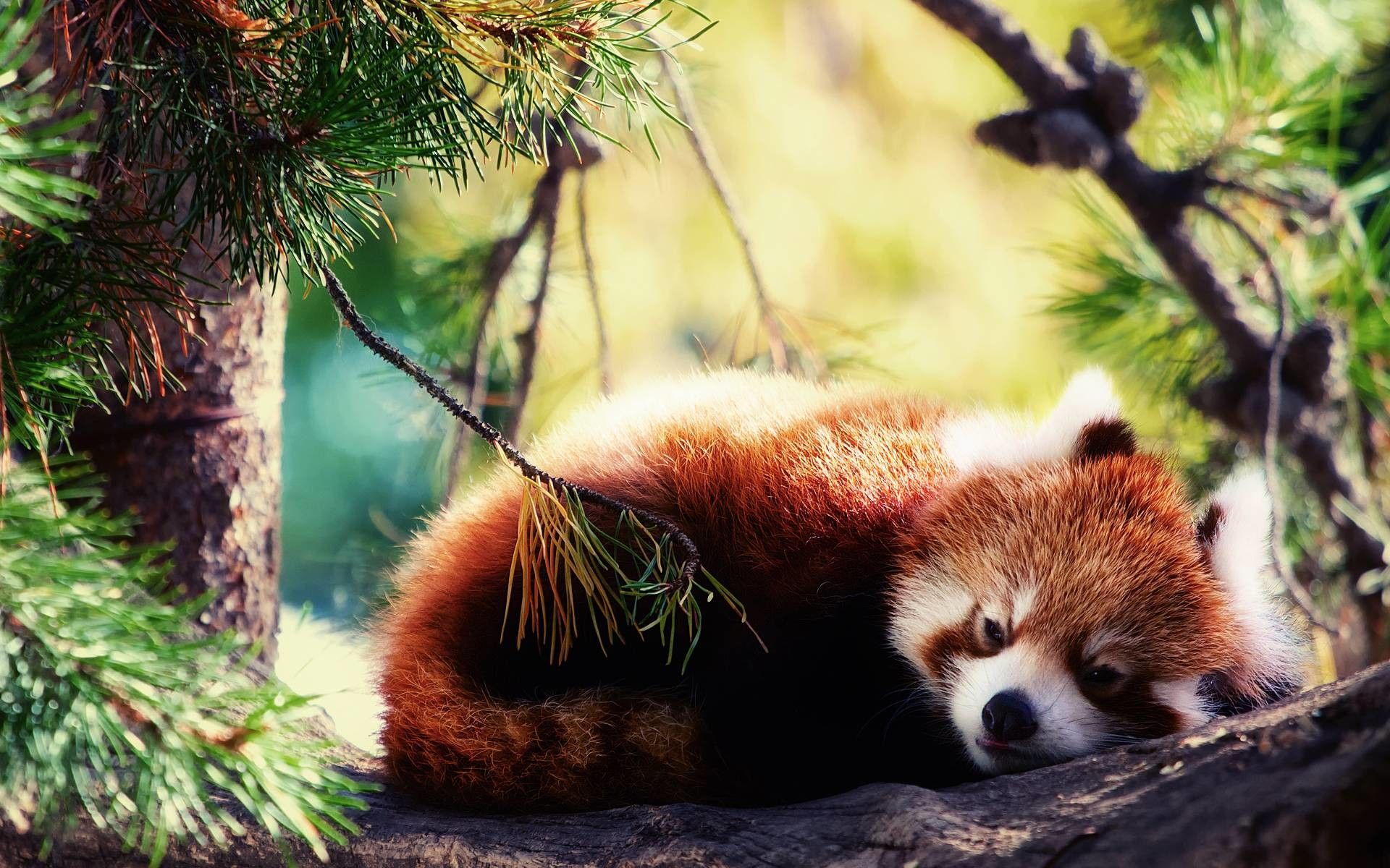 Panda rosso tra il fogliame, 1920x1080 Full HD 1080p, Laptop