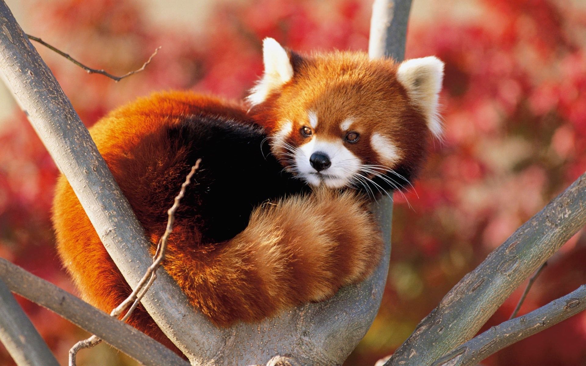 Mei con panda rosso spettrale, 1600x1200 HD, Desktop