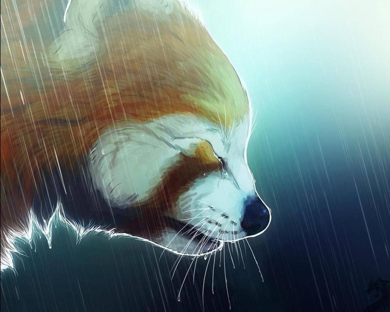 Panda rosso sotto la pioggia, 1280x1024 HD, Desktop