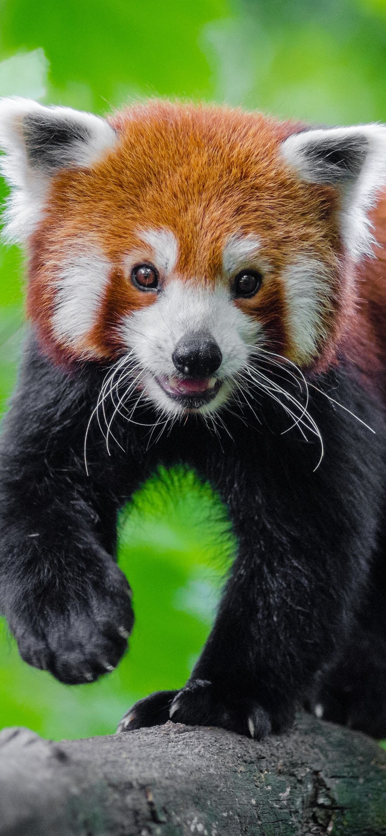 Anime con Panda Rosso, 1080x1920 Full HD Verticale, iPhone