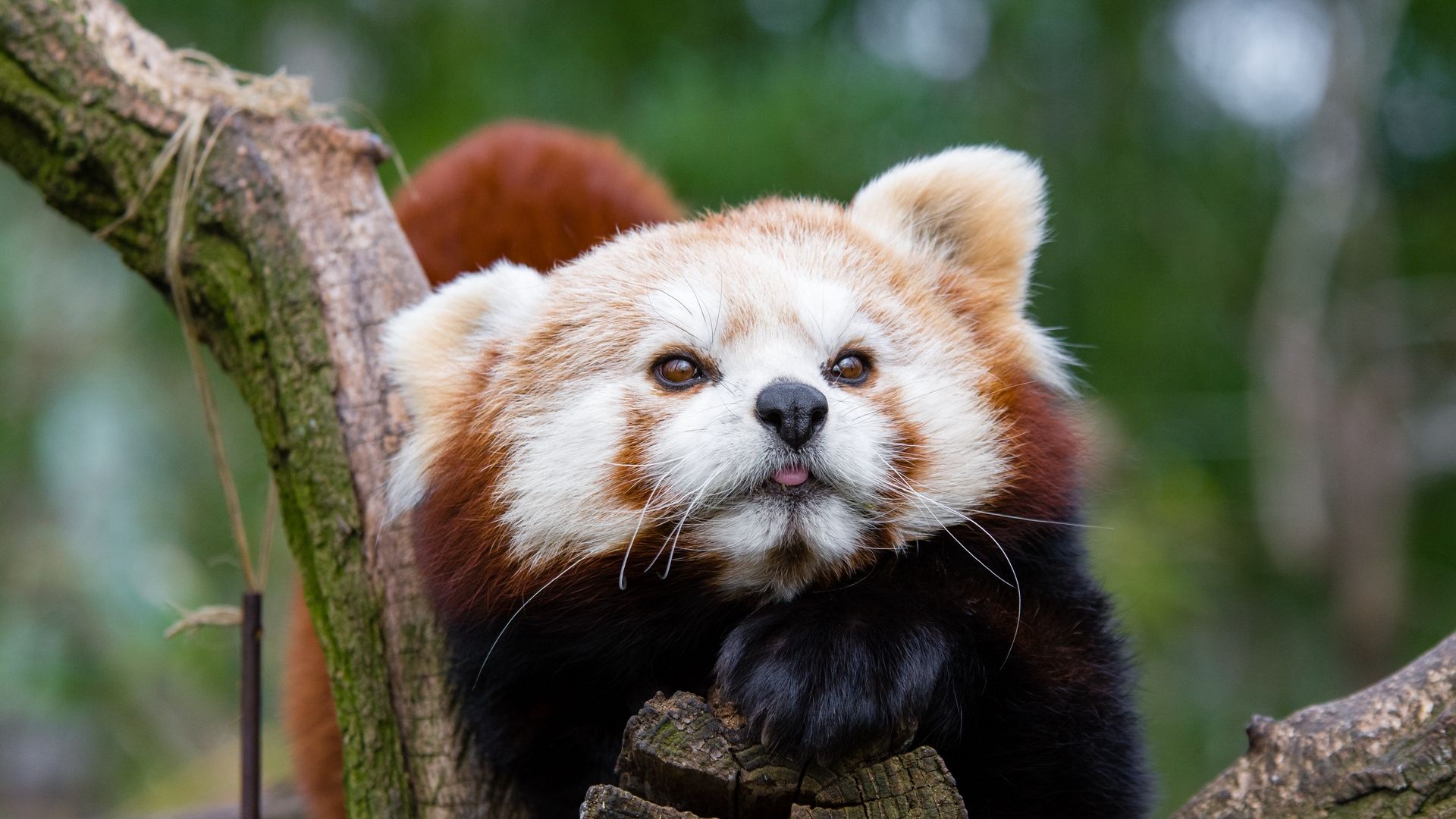 Panda rosso su ramo, 1920x1200 Full HD+, Desktop