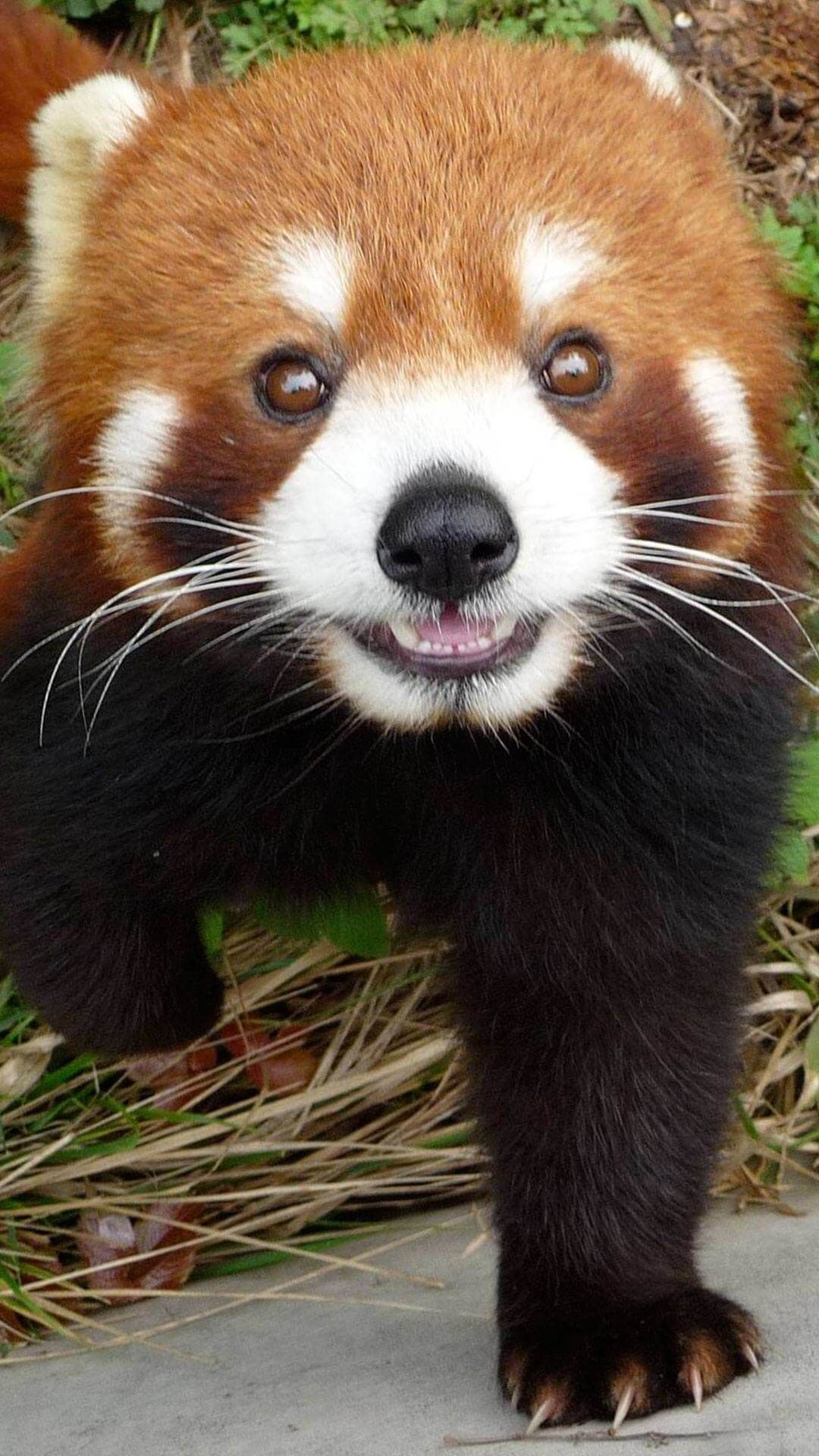 Panda carino su bambù verde, 1358x1128 HD, Notebook Gaming
