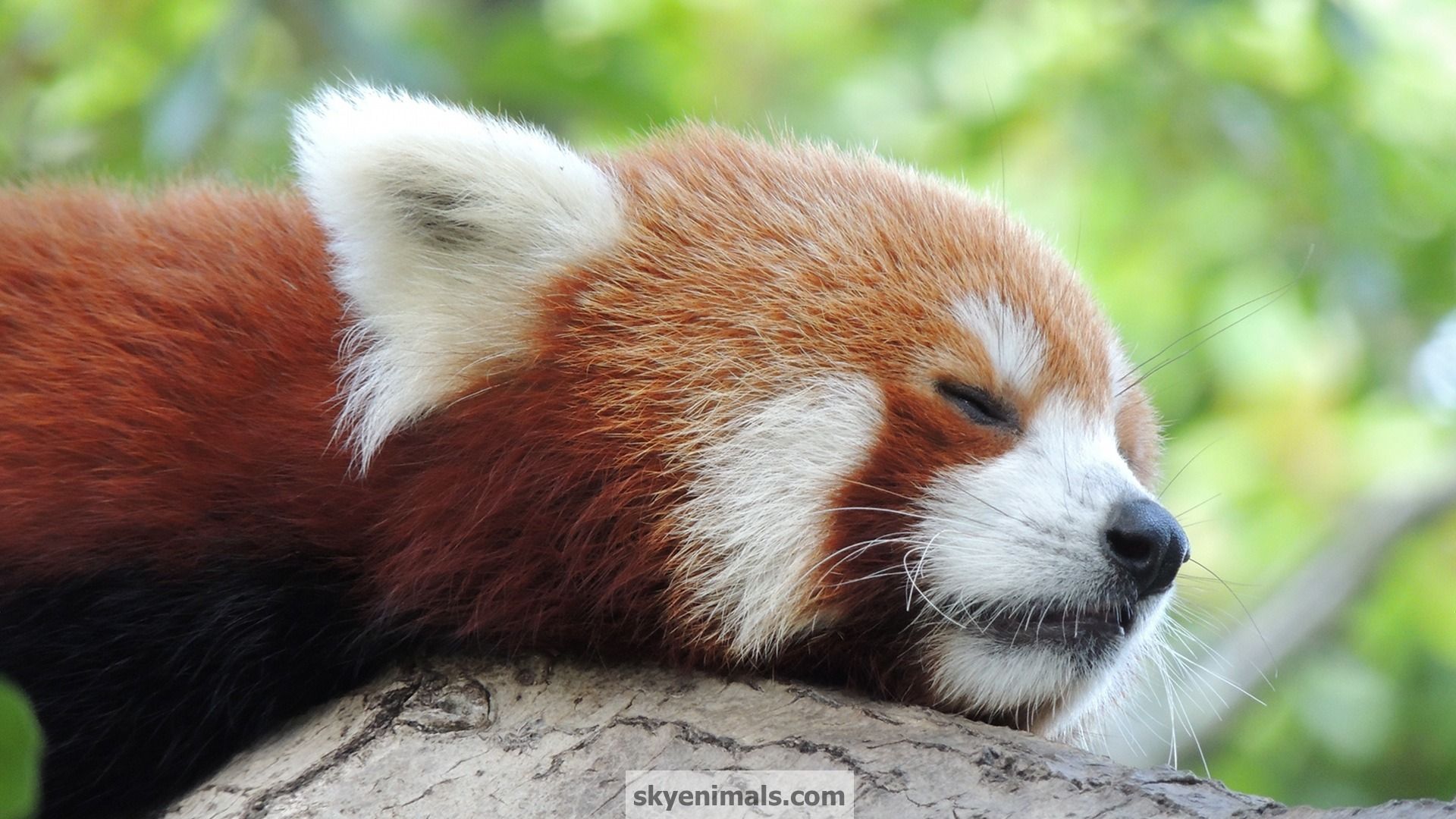 Panda rosso su ramo, 1920x1200 Full HD+, Laptop