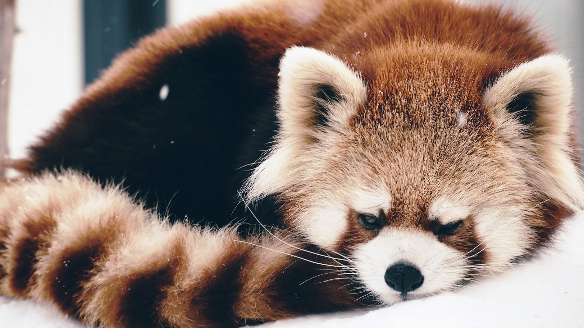 Panda rosso addormentato ramo, 1920x1080 1080p, PC Desktop