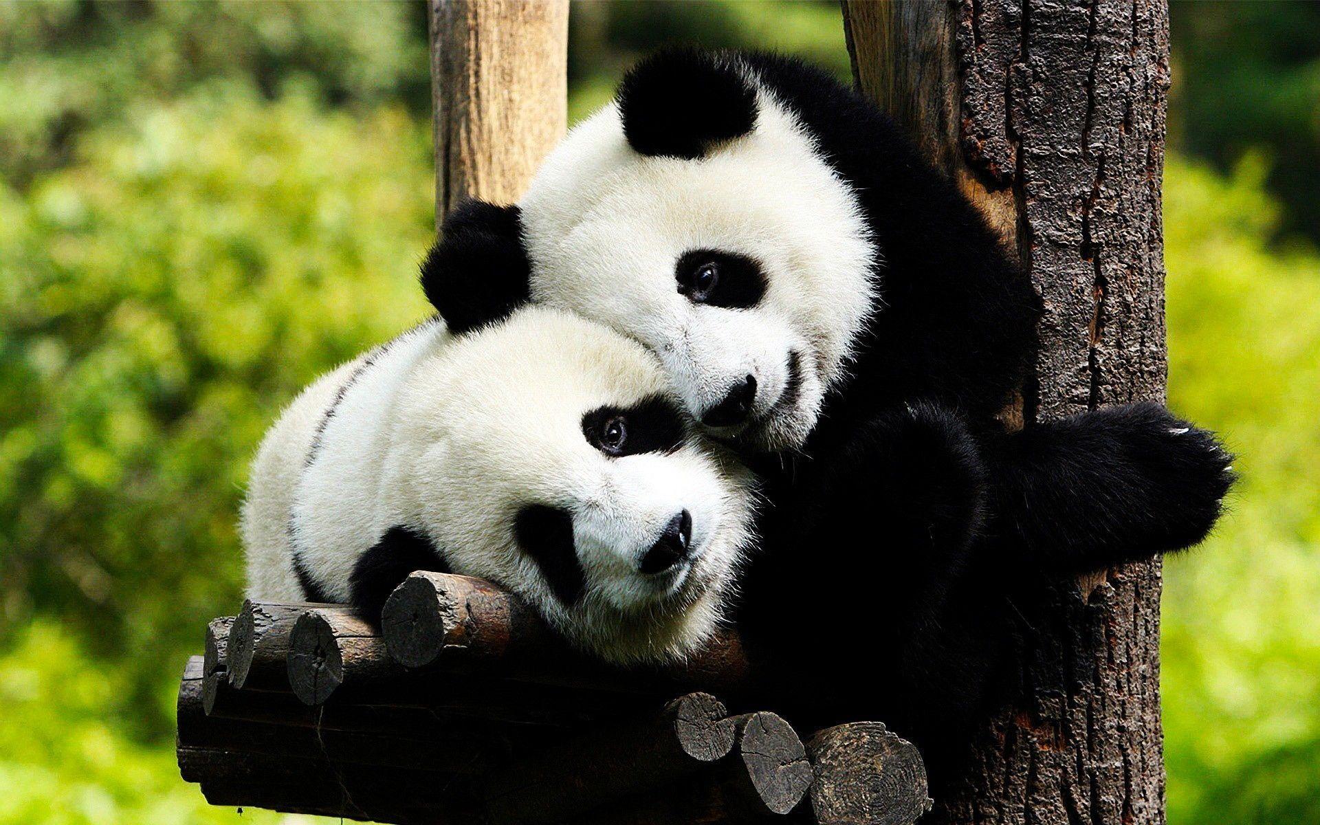 Due panda abbracciati su tronco, 1920x1200 Full HD+, iMac