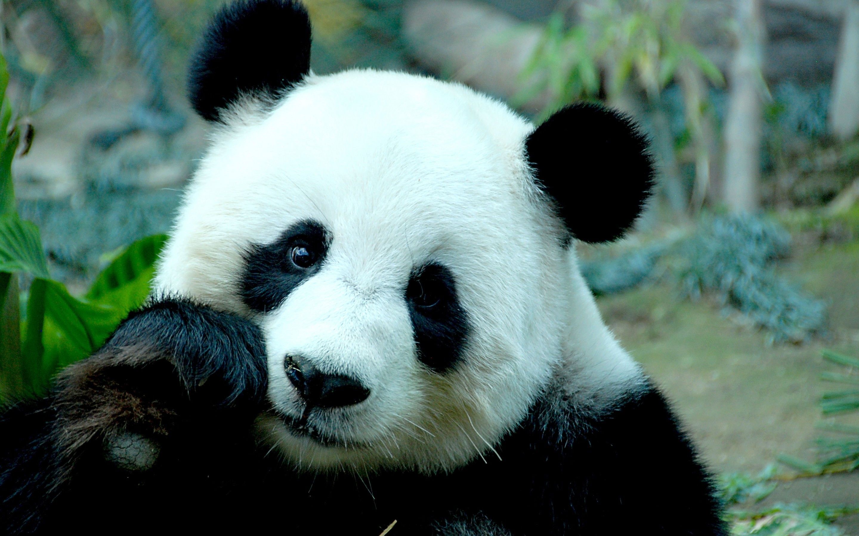 Panda gigante primo piano, 2880x1800 WQXGA, Desktop