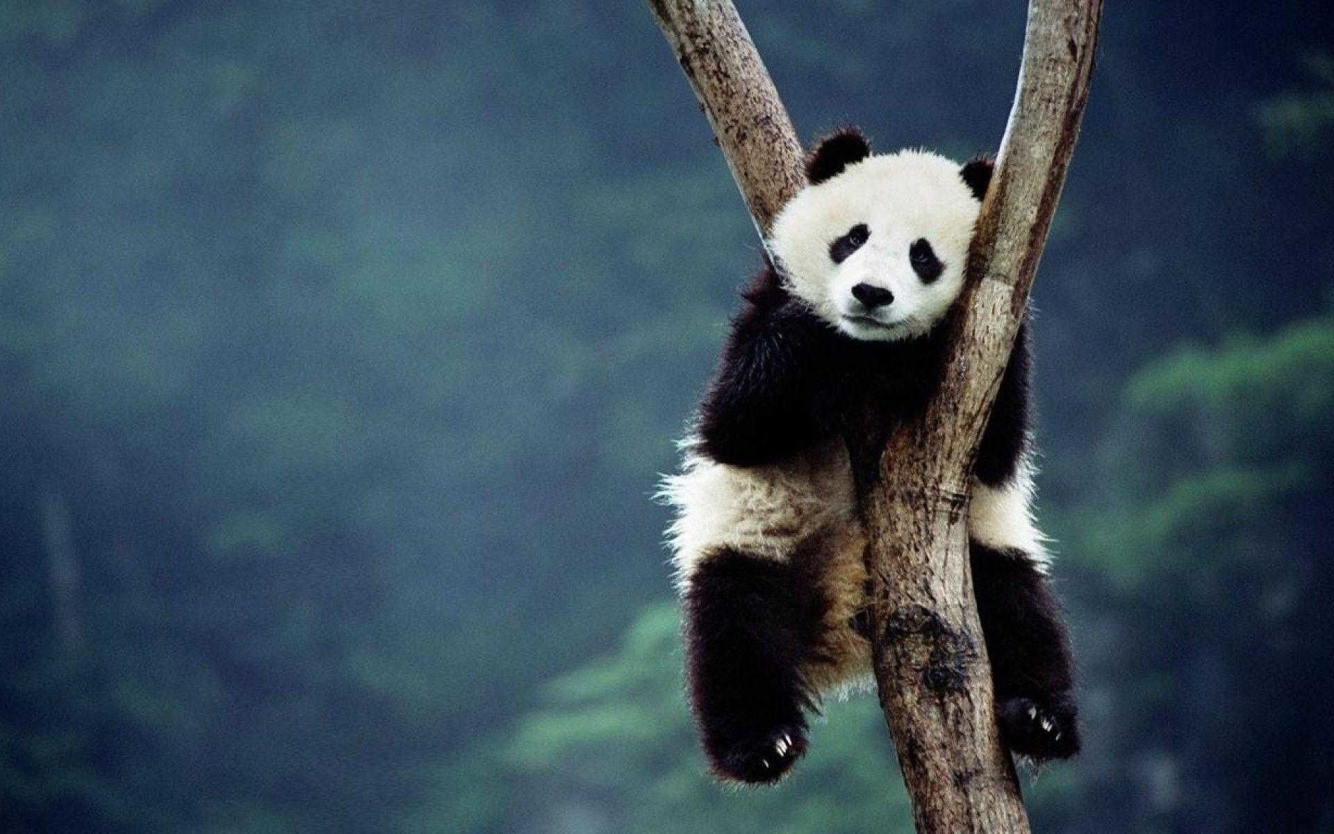 Panda su albero, 1920x1200 WUXGA, iMac