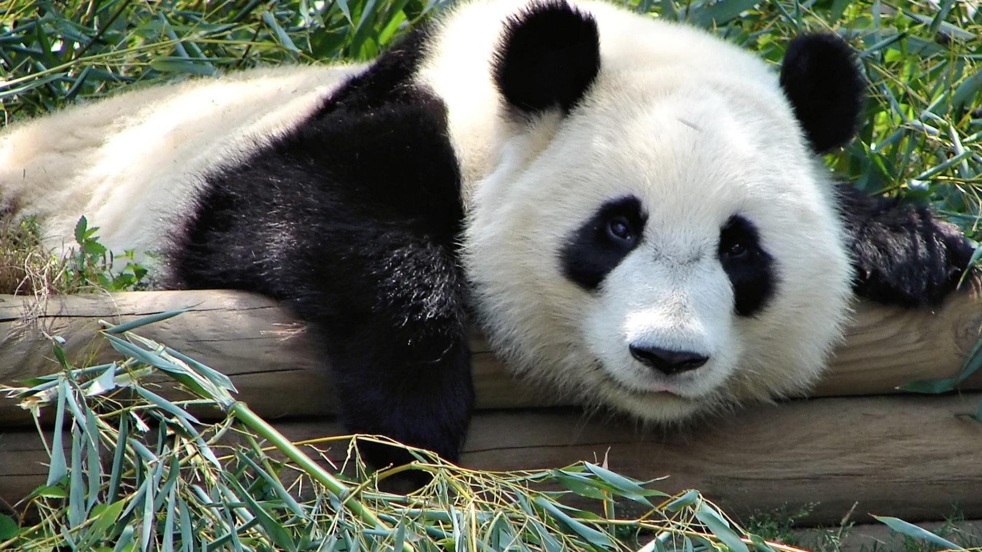Panda gigante sdraiato, 1920x1080 Full HD, Laptop