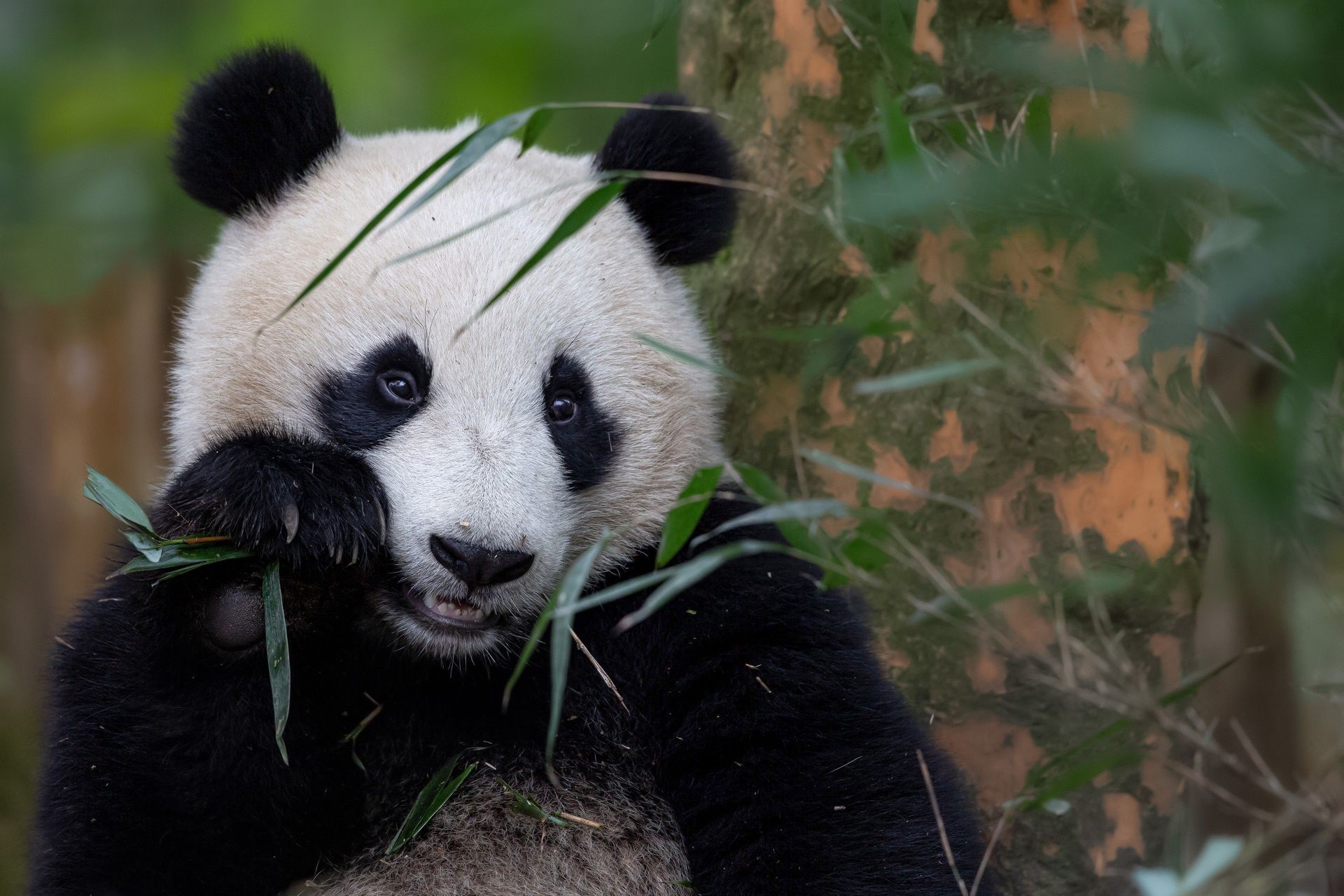 Panda che mangia bambù, 1920x1280 WUXGA, Desktop