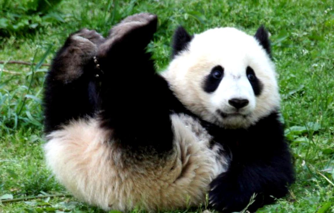 Panda giocoso su erba, 1152x736 HD, PC