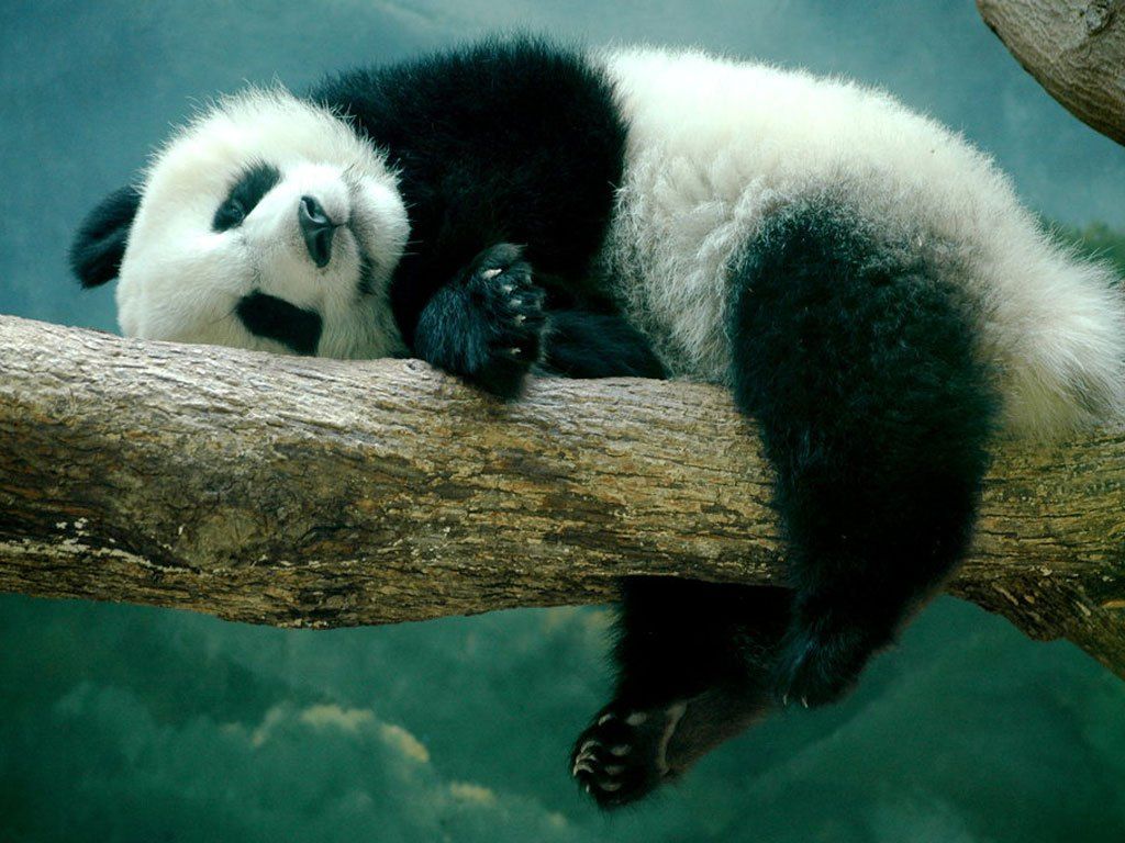 Panda addormentato su ramo, 1024x768 HD, PC Desktop