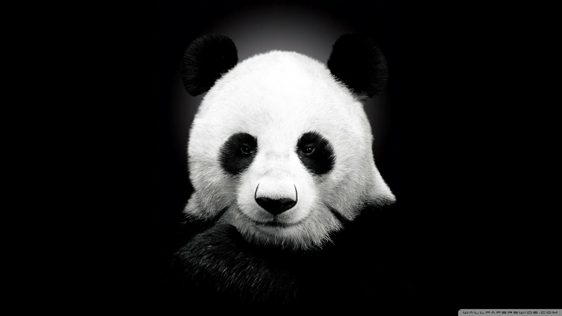 Panda su sfondo nero, 1920x1080 Full HD 1080p, Laptop