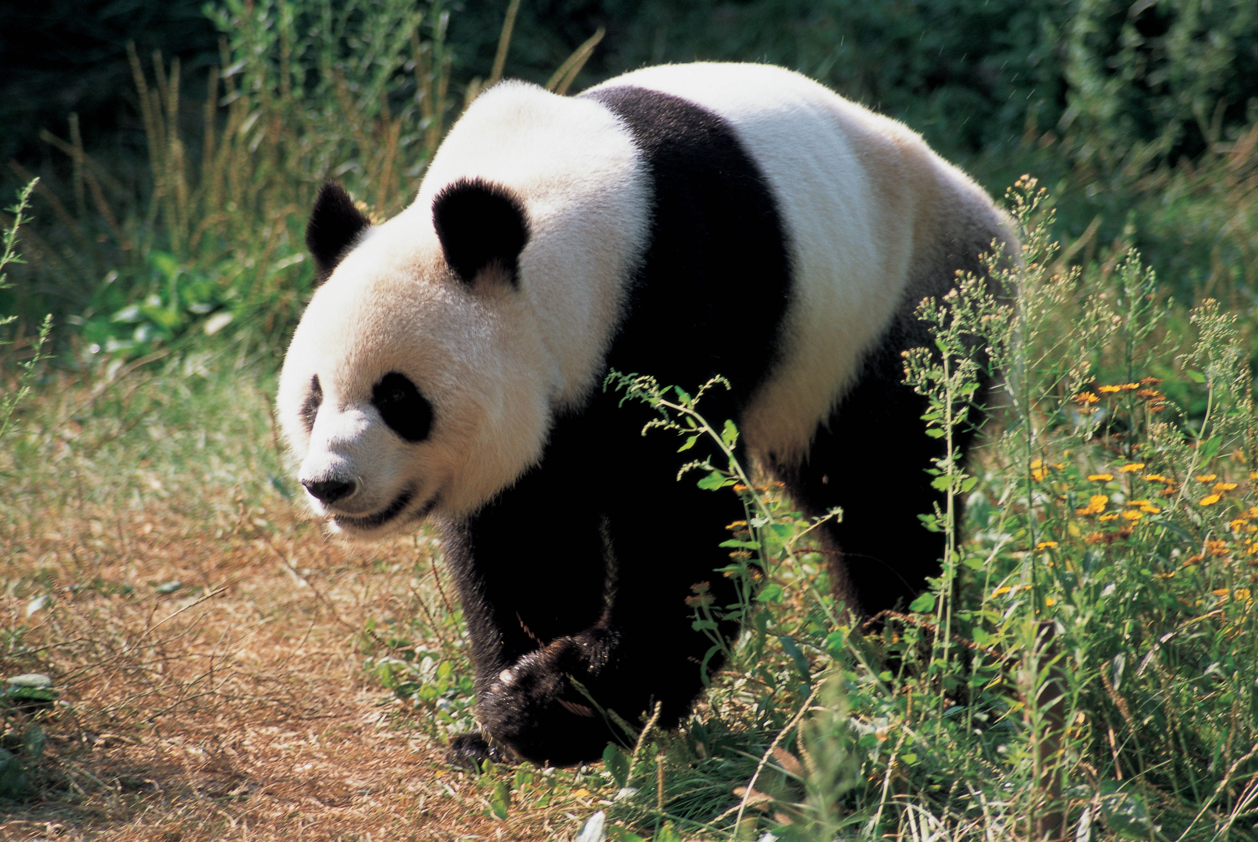 Panda gigante nell'erba, 5110x3420 Ultra HD, 4K TV