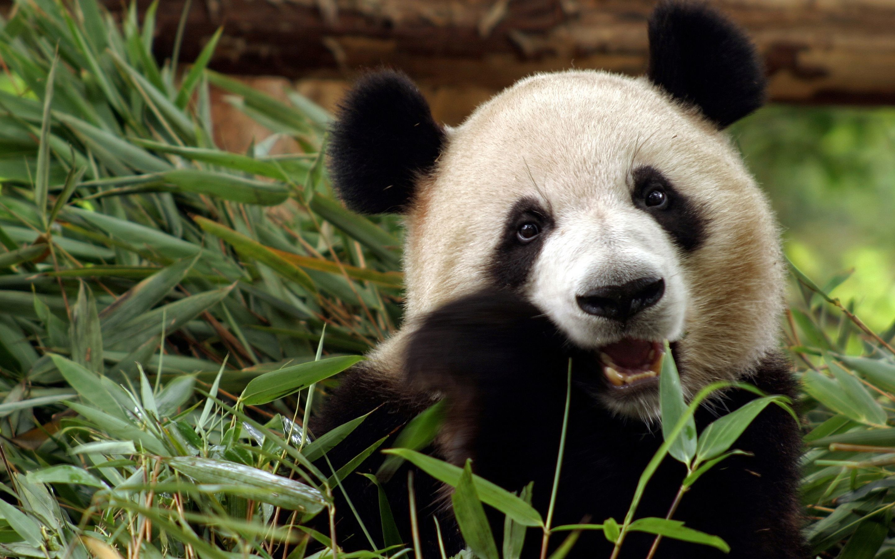 Panda che mangia bambù, 2880x1800 2K+, Desktop