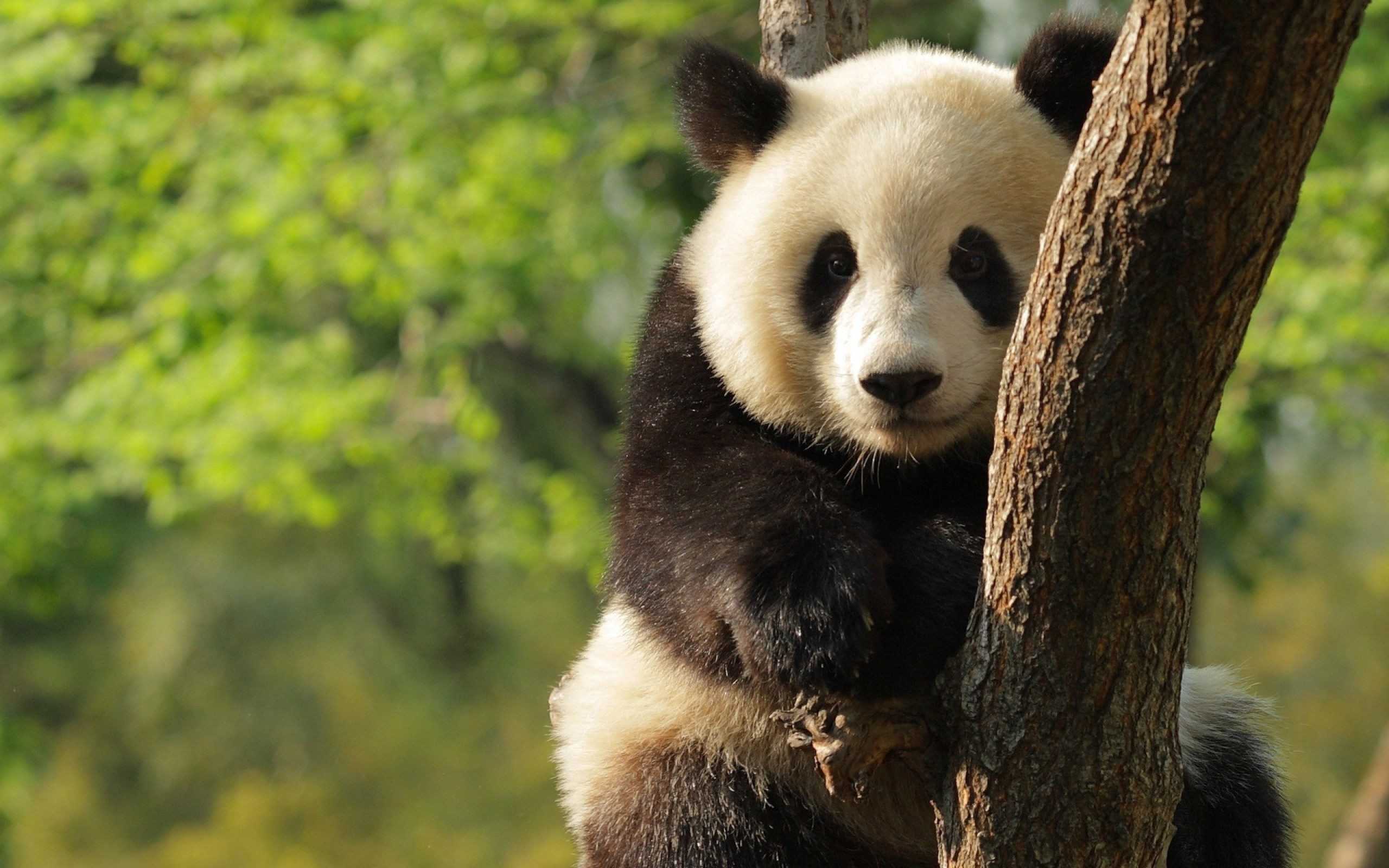 Panda gigante su albero, 2560x1600 WQXGA, PC