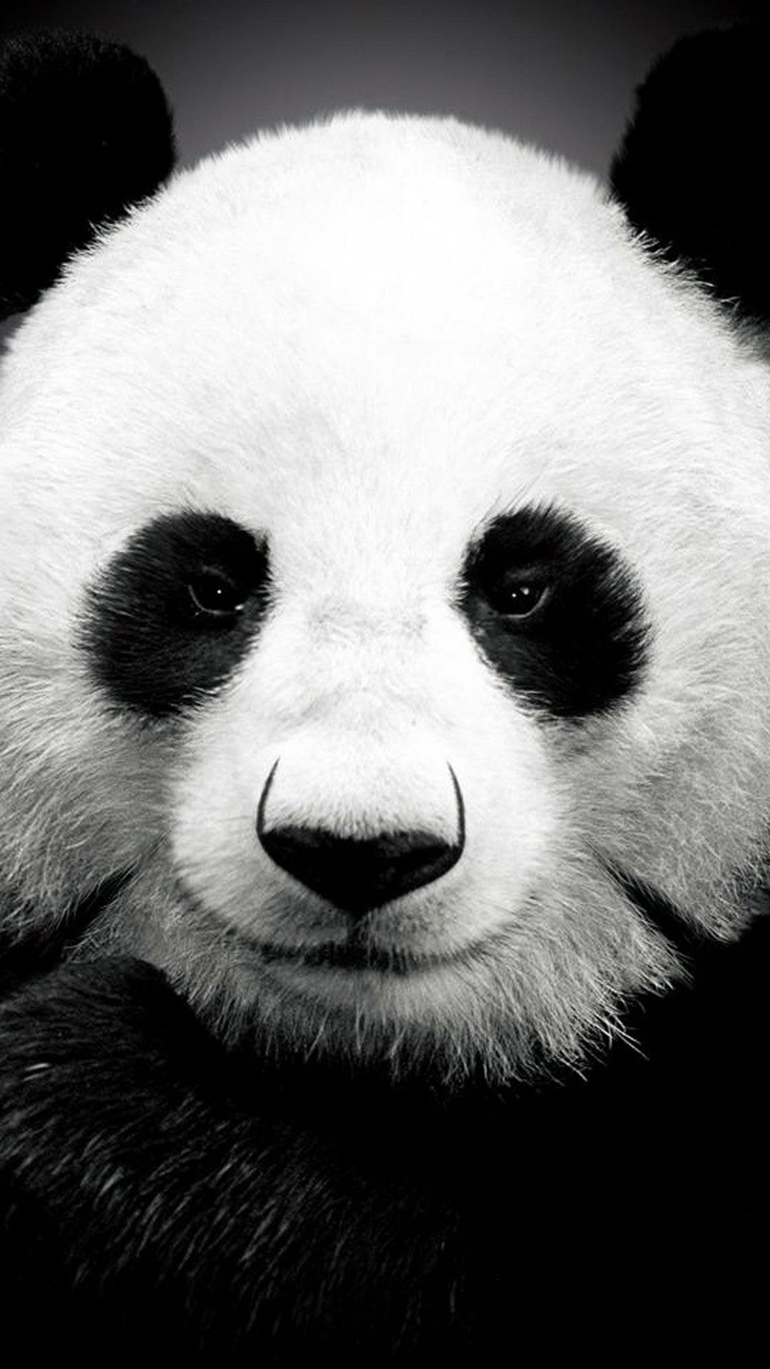 Ritratto panda bianco e nero, 1080x1920 Verticale, Telefono